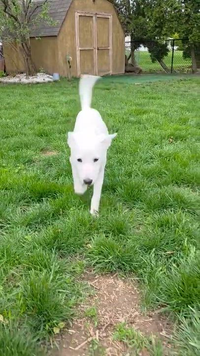 Enlarge Jovie, an adoptable Mixed Breed in Rochester, NY video 6/6