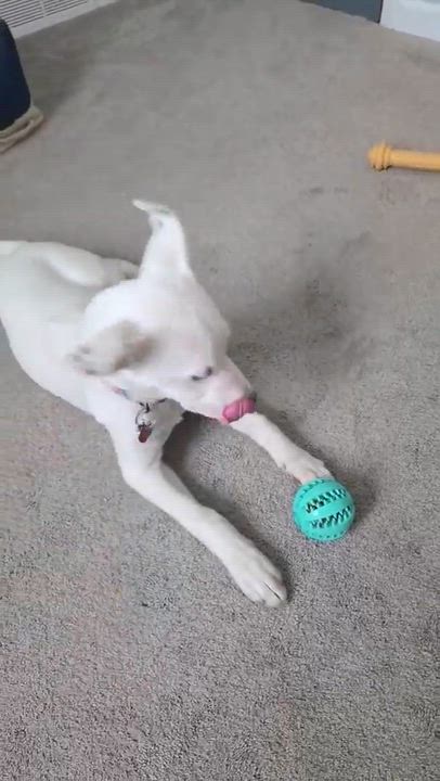 Enlarge Jovie, an adoptable Mixed Breed in Rochester, NY video 1/6