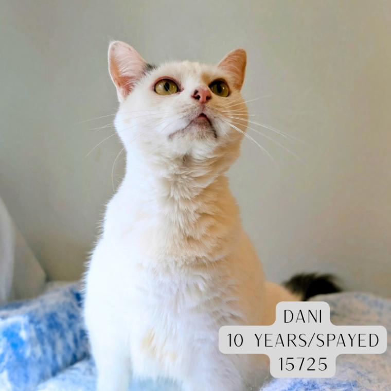 Dani, Adoptable, Adult Female Domestic Short Hair.