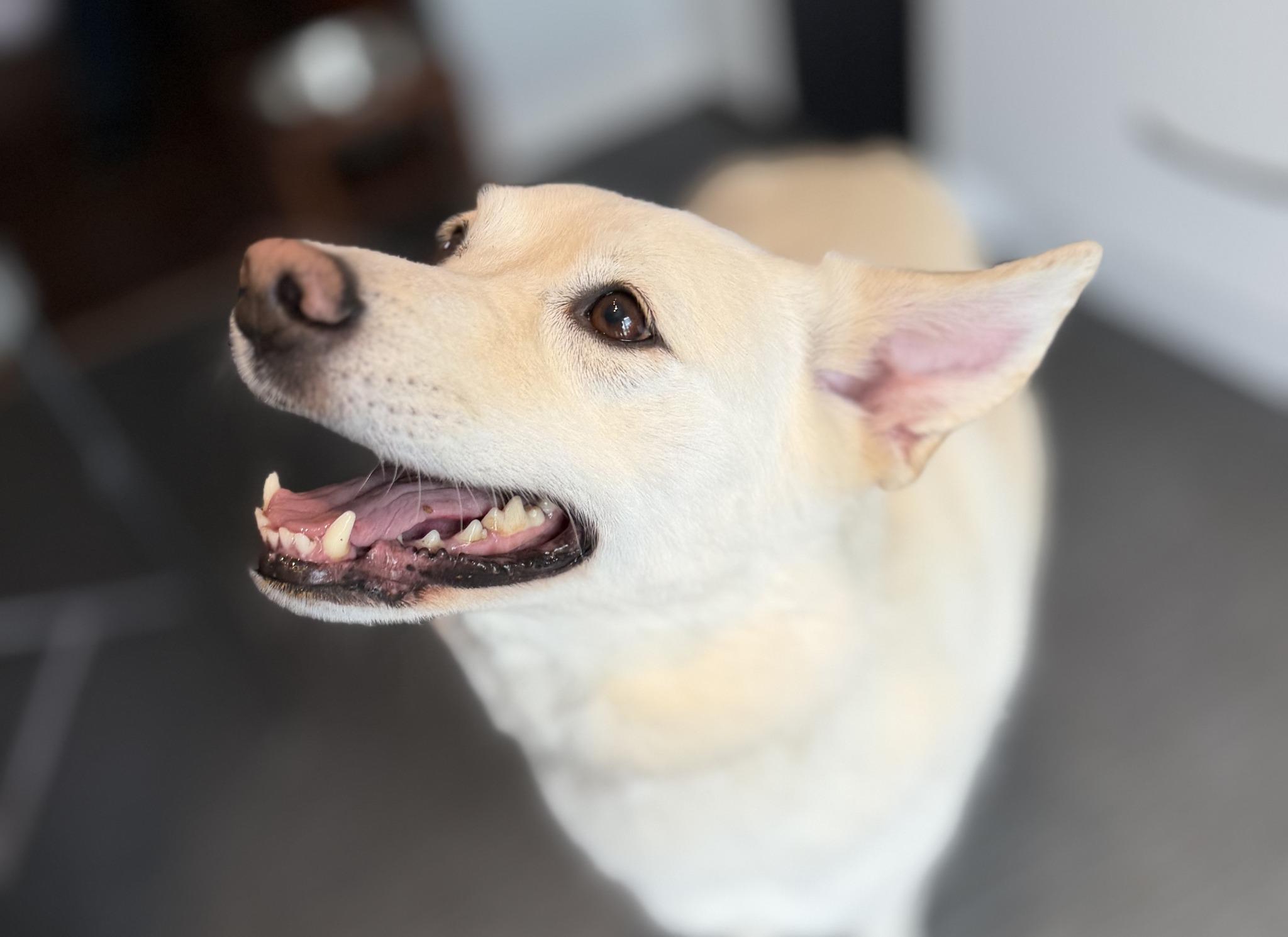 Enlarge BLANCHE and TOCSON, a ADOPTABLE Mixed Breed in Montreal, QC image 3/5