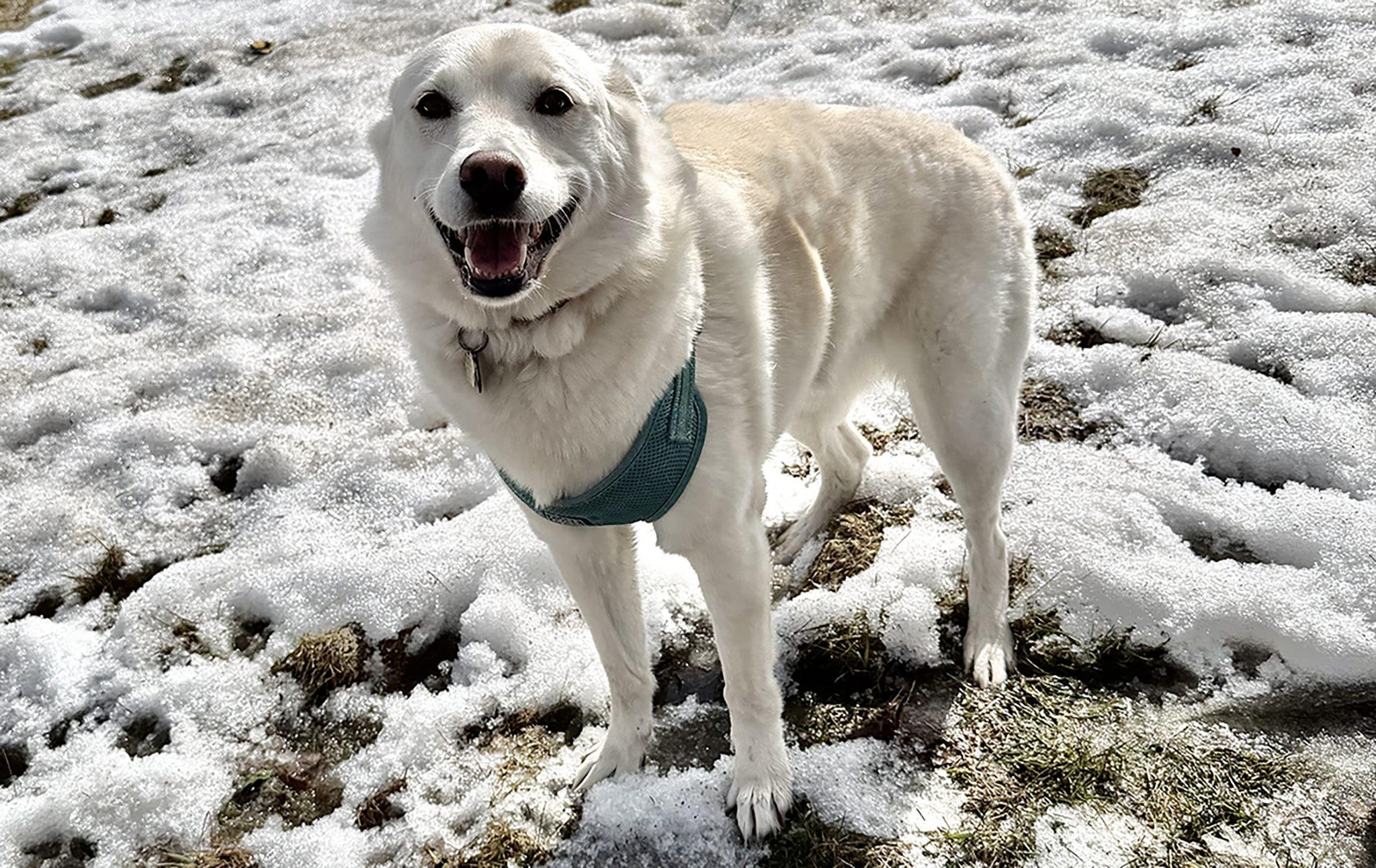 Enlarge BLANCHE and TOCSON, a ADOPTABLE Mixed Breed in Montreal, QC image 5/5