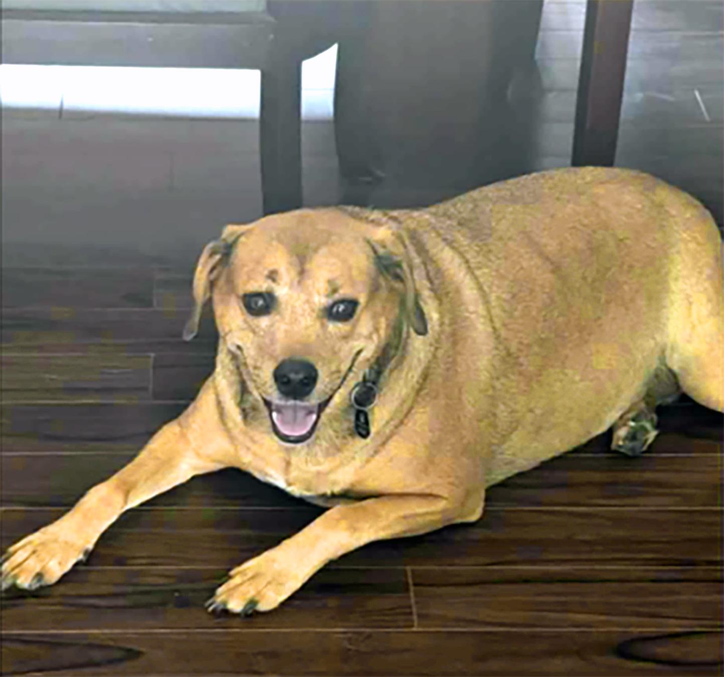 Enlarge BLANCHE and TOCSON, a ADOPTABLE Mixed Breed in Montreal, QC image 4/5