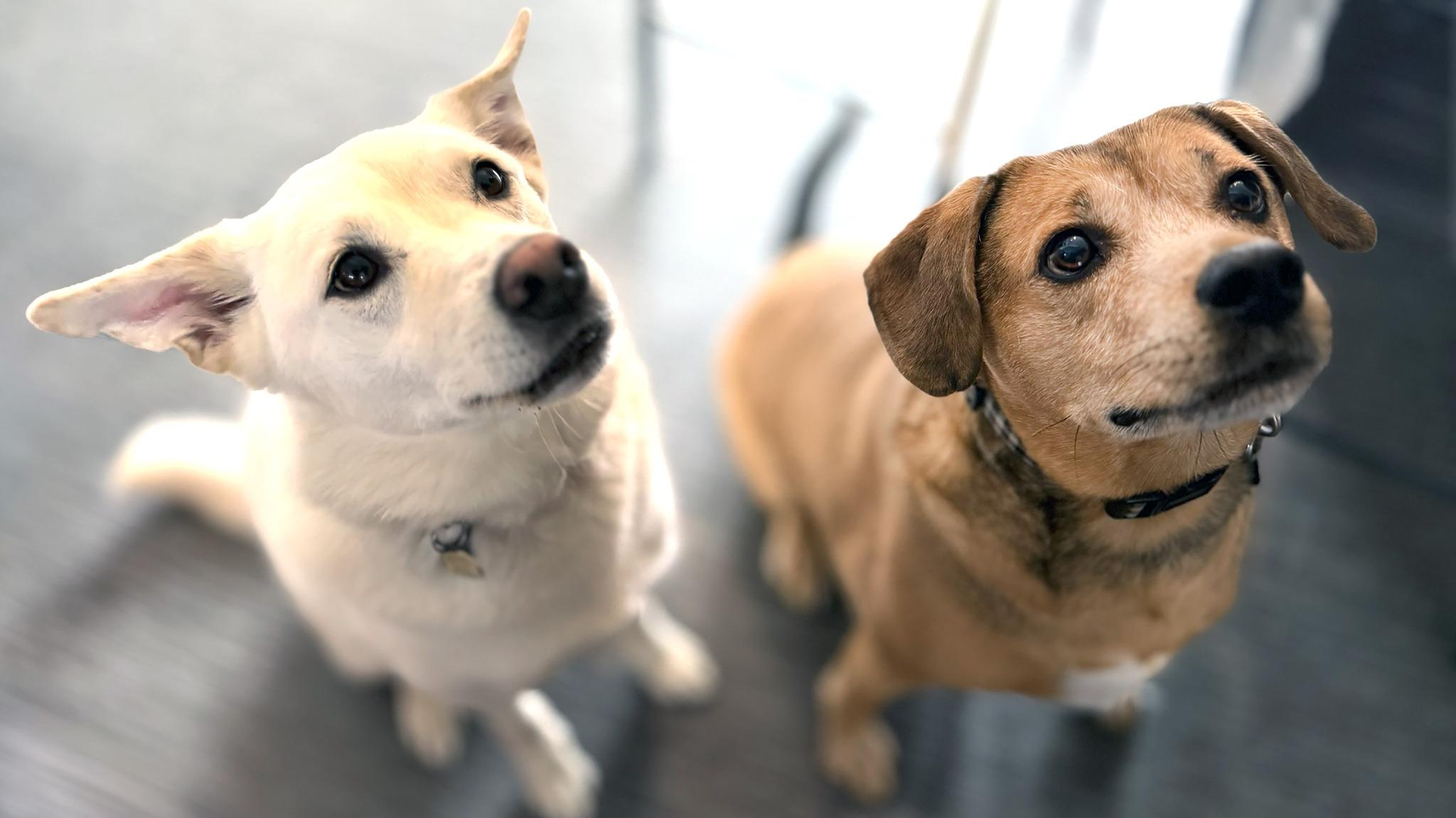 Enlarge BLANCHE and TOCSON, a ADOPTABLE Mixed Breed in Montreal, QC image 1/5