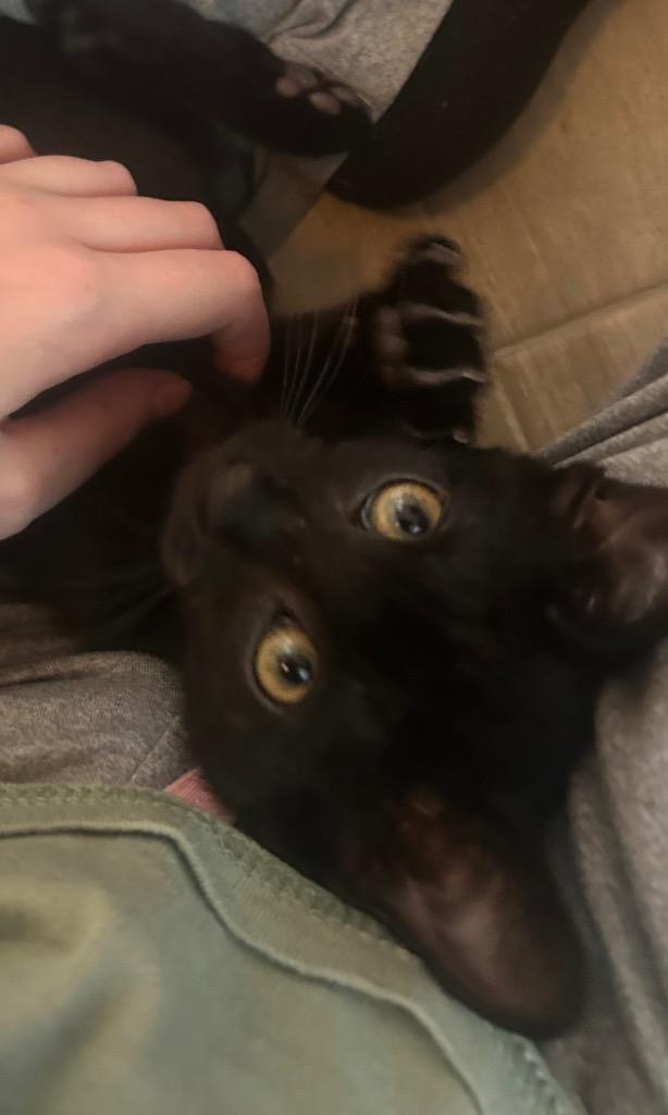 Enlarge Betsy, a Adoptable Domestic Short Hair in Fort Myers, FL image 1/6