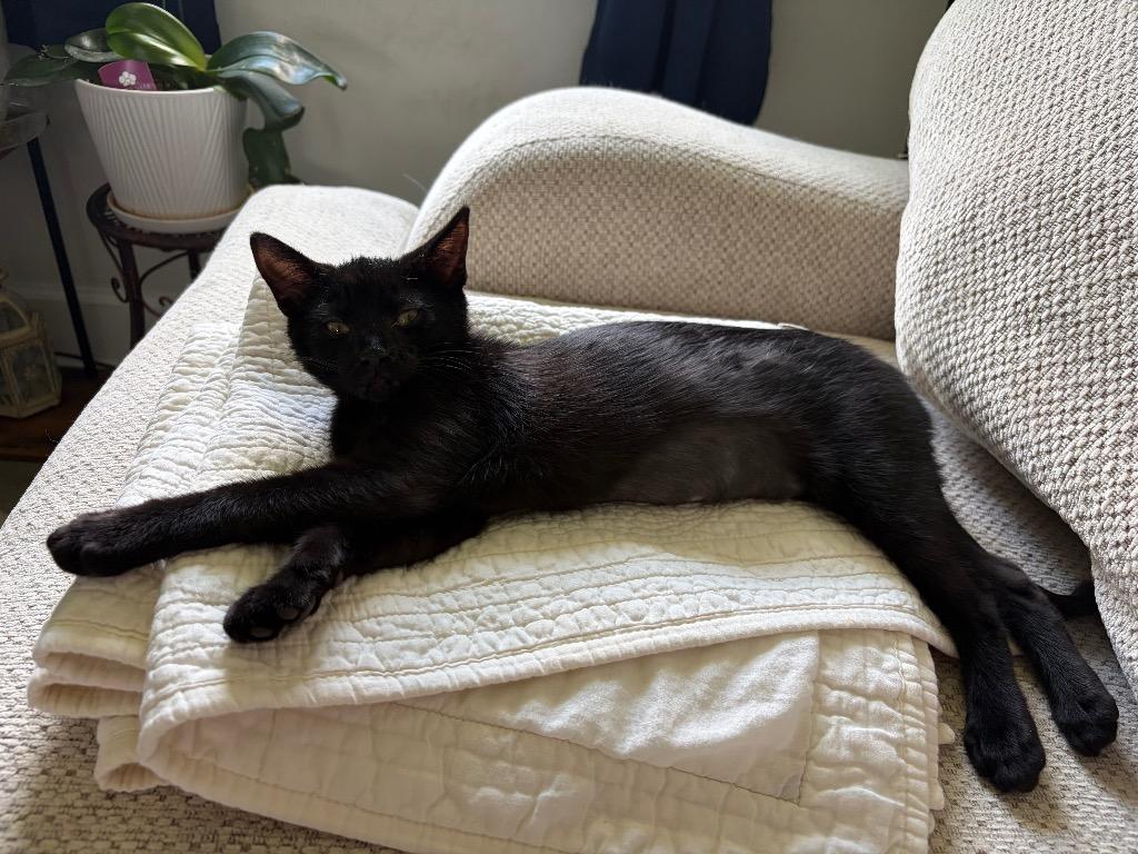 Enlarge Betsy, a Adoptable Domestic Short Hair in Fort Myers, FL image 2/6