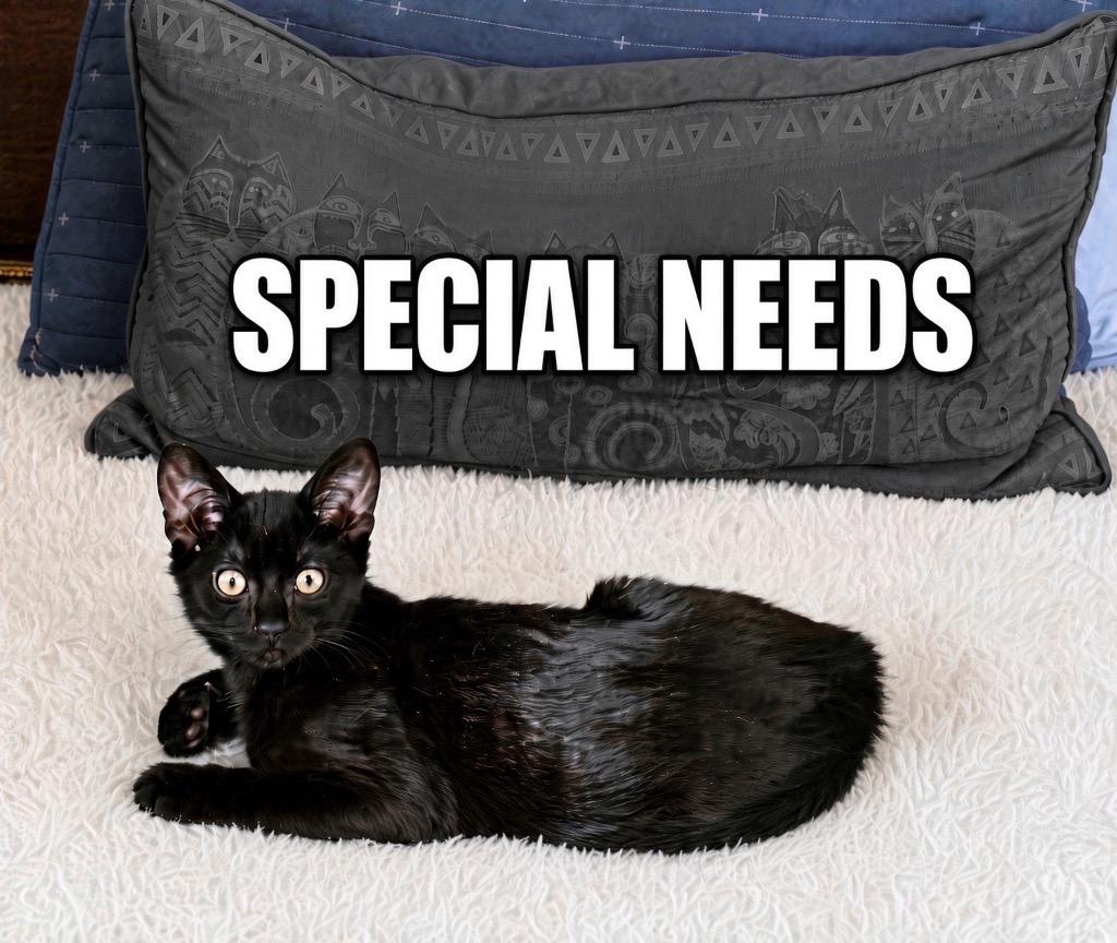Enlarge Betsy, a Adoptable Domestic Short Hair in Fort Myers, FL image 4/6