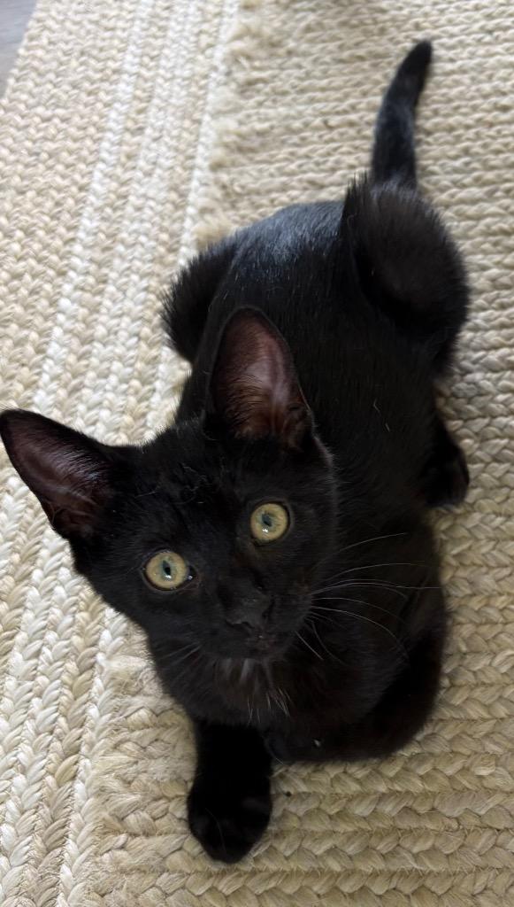 Enlarge Betsy, a Adoptable Domestic Short Hair in Fort Myers, FL image 5/6