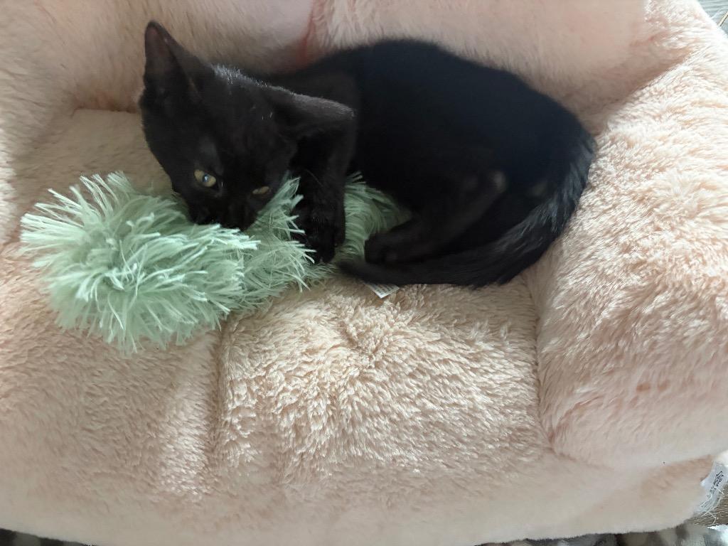 Enlarge Betsy, a Adoptable Domestic Short Hair in Fort Myers, FL image 6/6