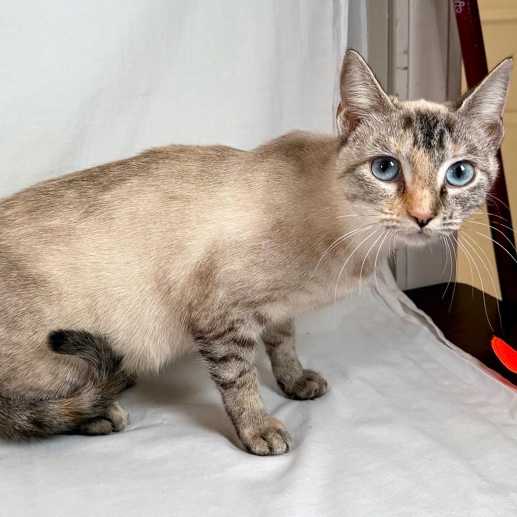 Astoria, Adoptable, Young Female Siamese.