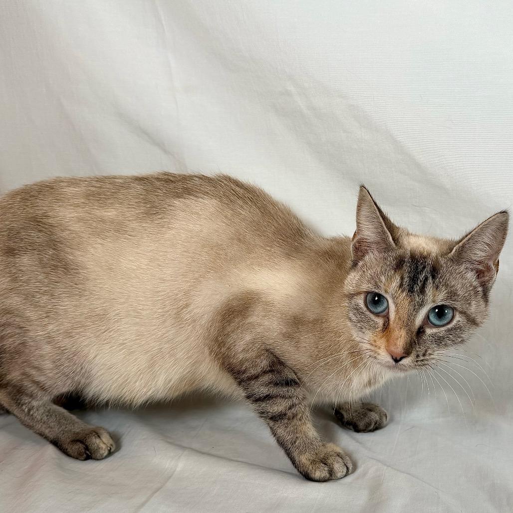 Enlarge Astoria, a Adoptable Siamese in Johnson City, TN image 2/4