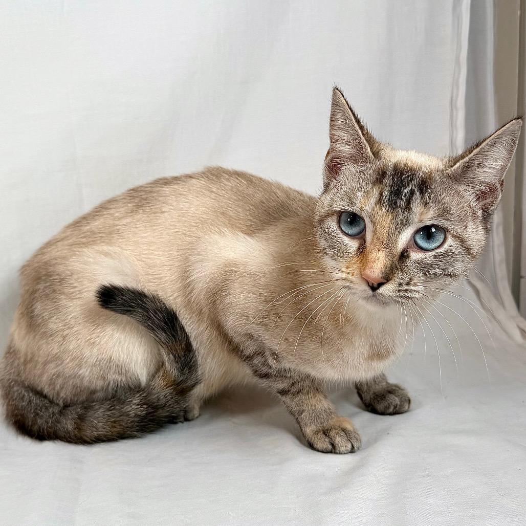 Enlarge Astoria, a Adoptable Siamese in Johnson City, TN image 3/4