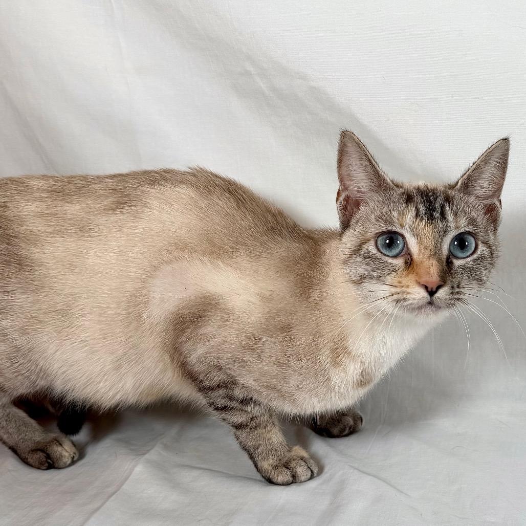 Enlarge Astoria, a Adoptable Siamese in Johnson City, TN image 4/4