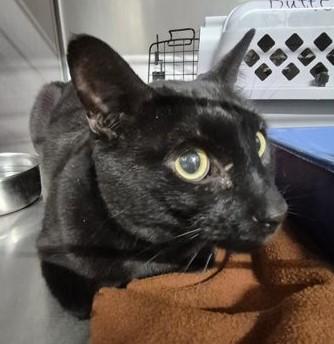 Enlarge Cashy, a ADOPTABLE Domestic Short Hair in Butte, MT image 1/1