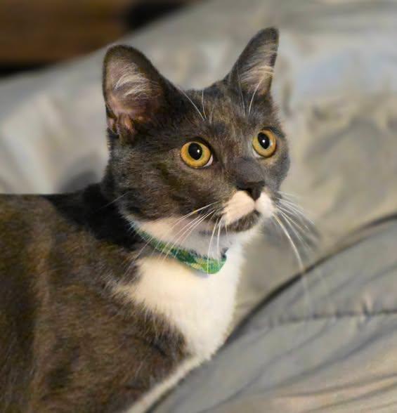 Shanks, Adoptable, Adult Female Domestic Short Hair.