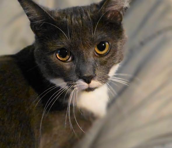 Enlarge Shanks, a Adoptable Domestic Short Hair in Merrillville, IN image 2/4