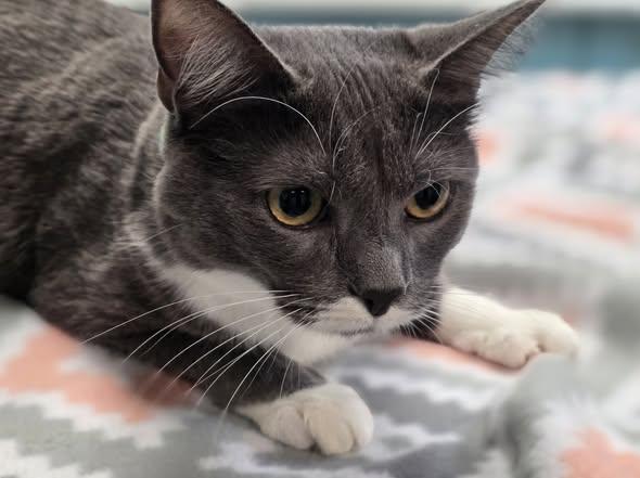 Enlarge Shanks, a Adoptable Domestic Short Hair in Merrillville, IN image 4/4