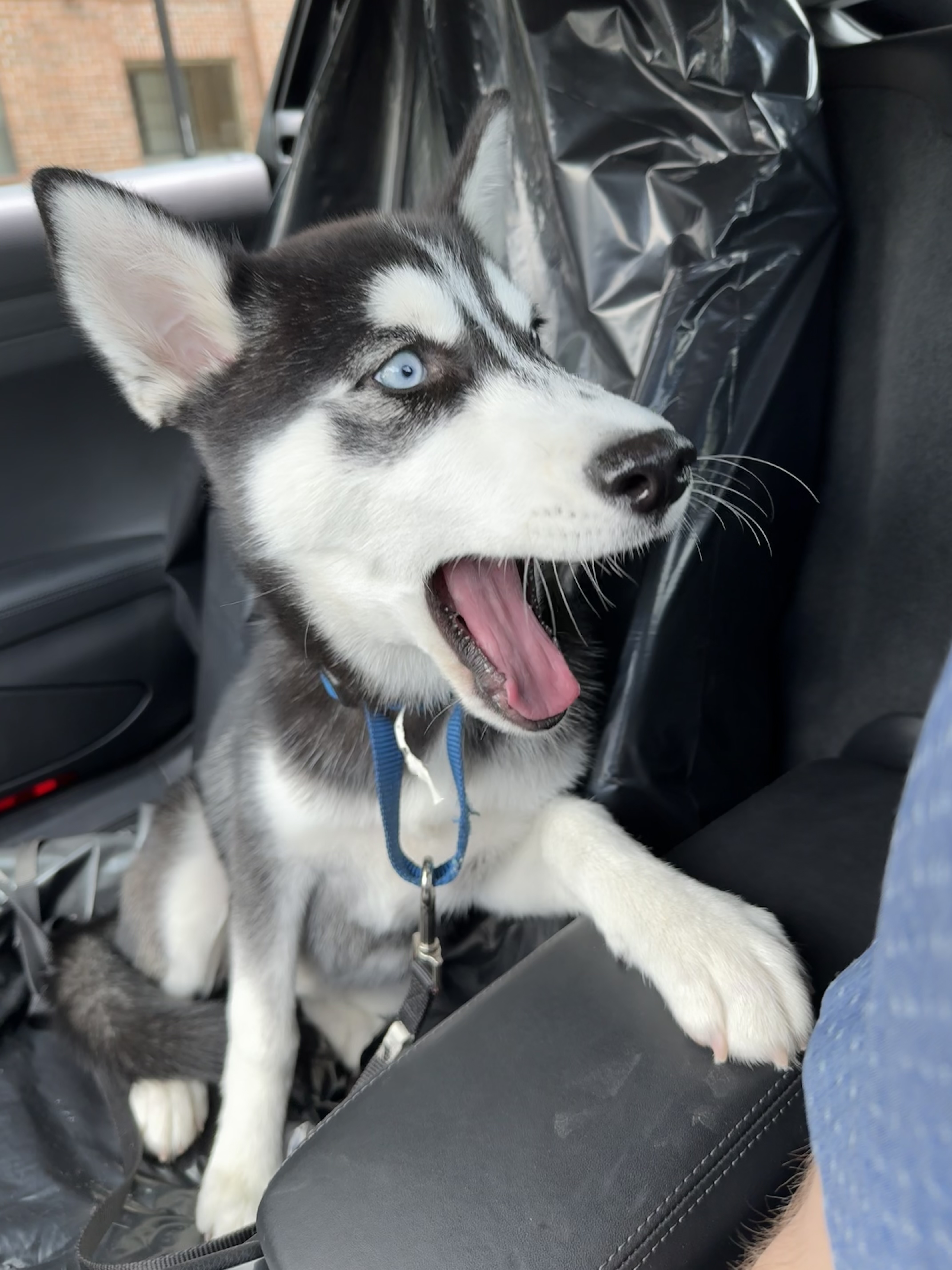 Lola, a Adopted Husky in Virginia Beach, VA image 3/5
