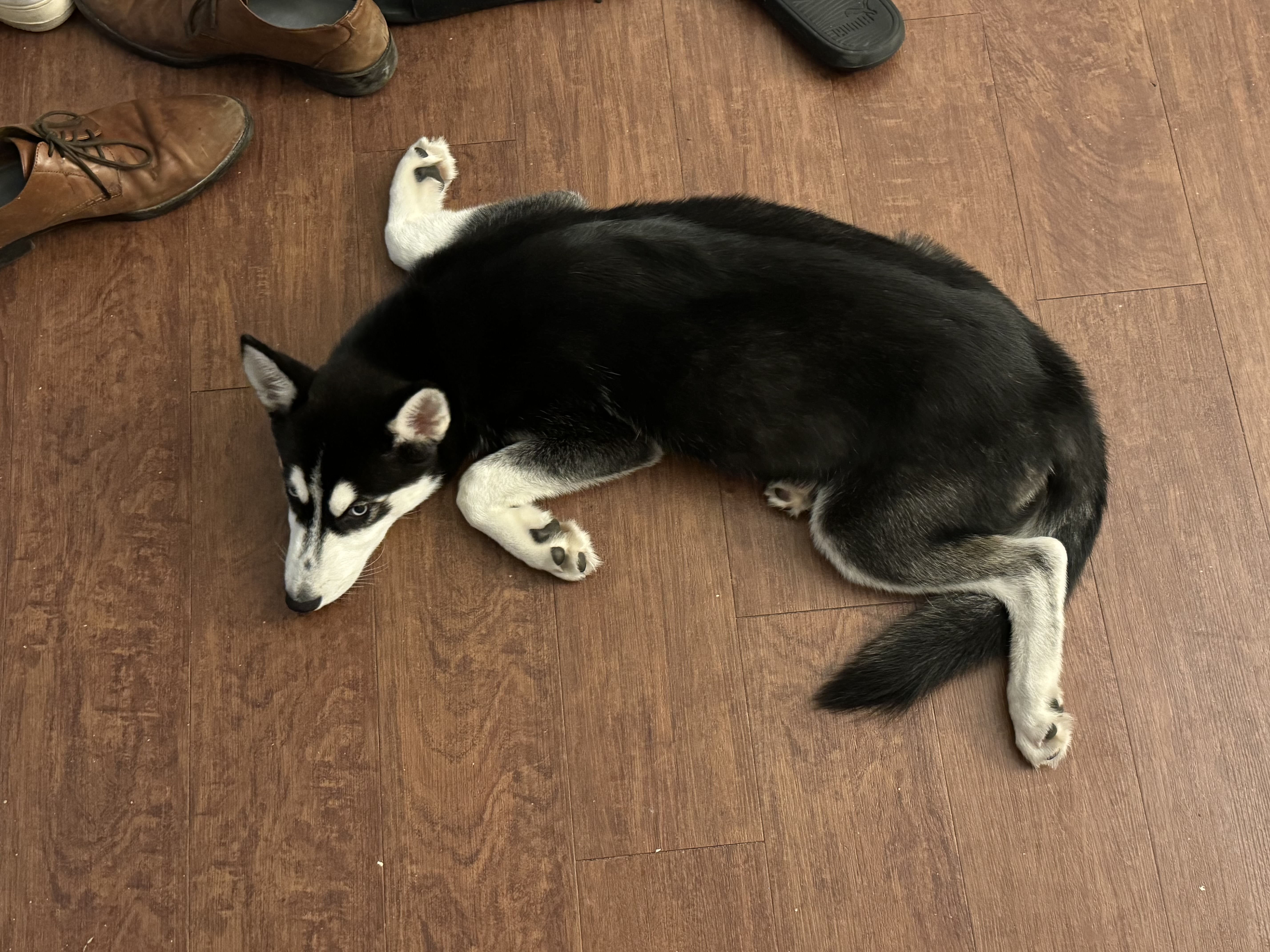 Lola, a Adopted Husky in Virginia Beach, VA image 2/5