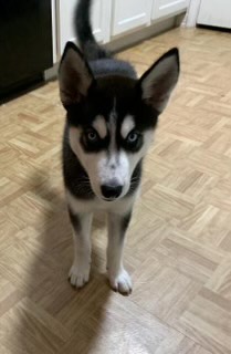 Lola, a Adopted Husky in Virginia Beach, VA image 5/5