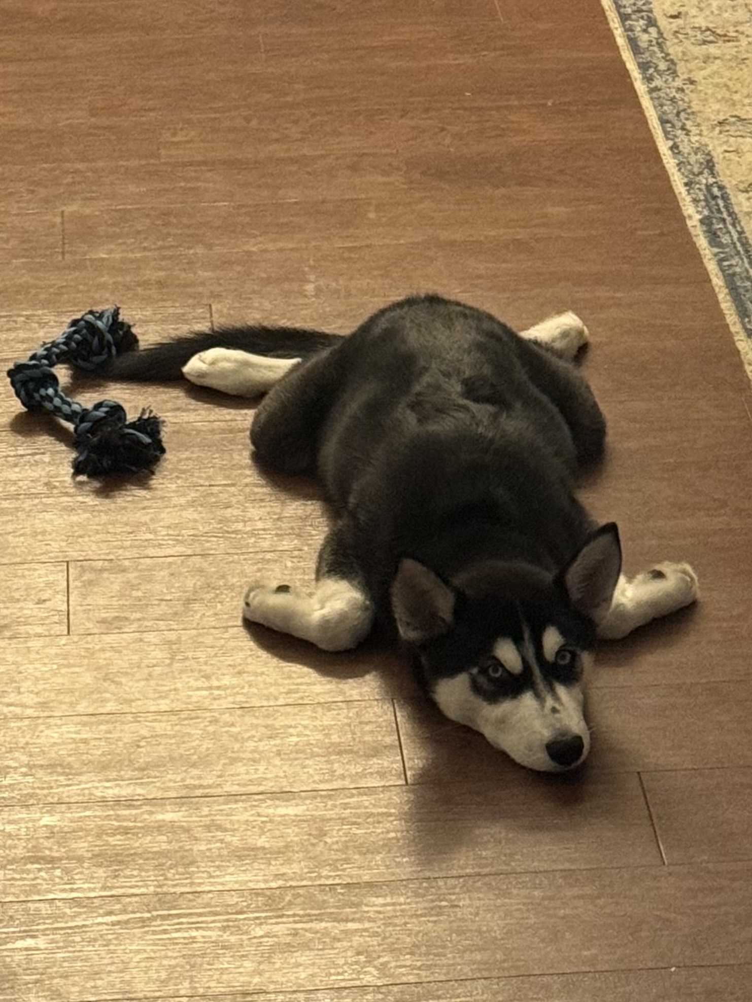 Lola, a Adopted Husky in Virginia Beach, VA image 4/5