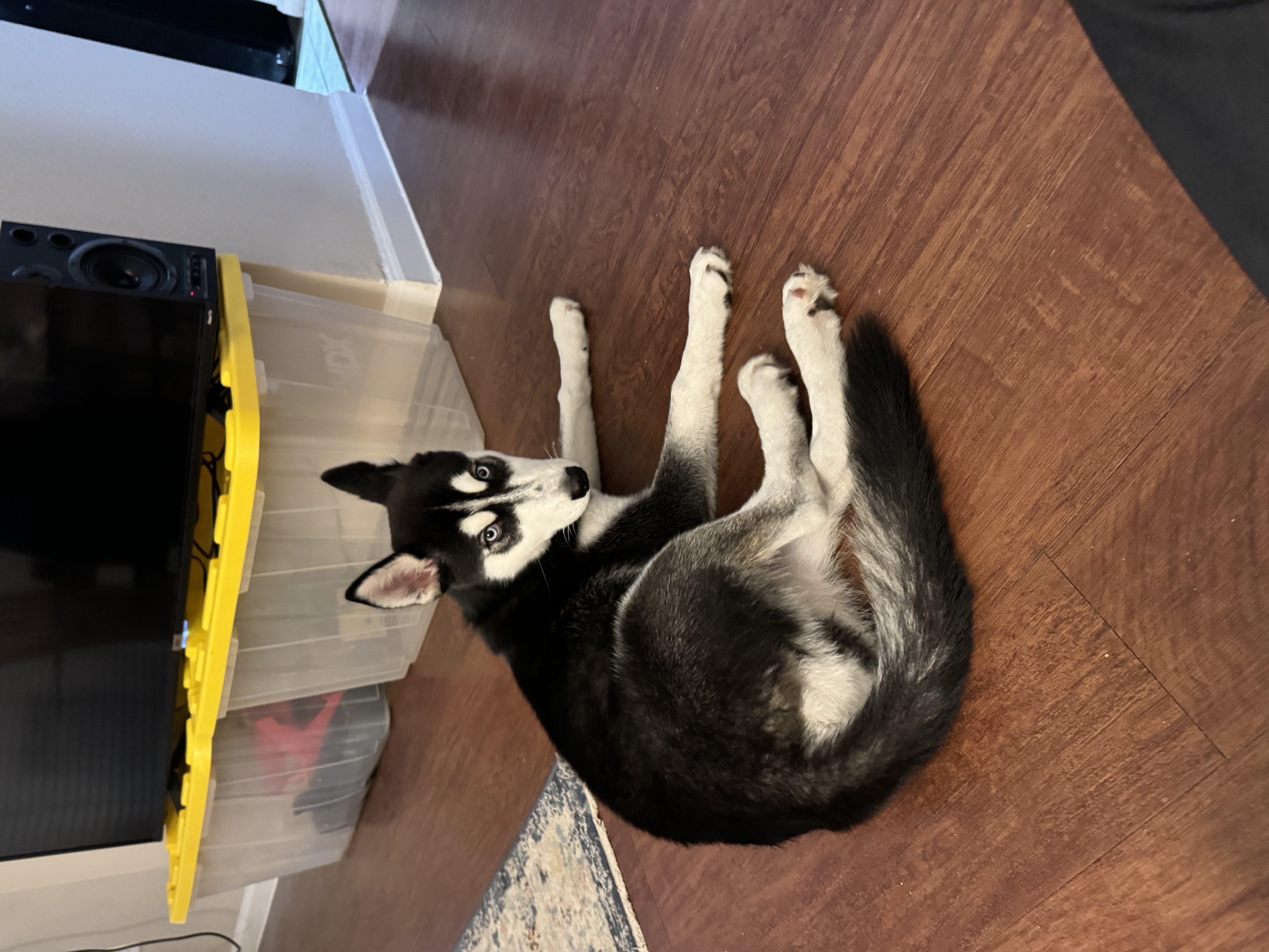 Lola, a Adopted Husky in Virginia Beach, VA image 1/5