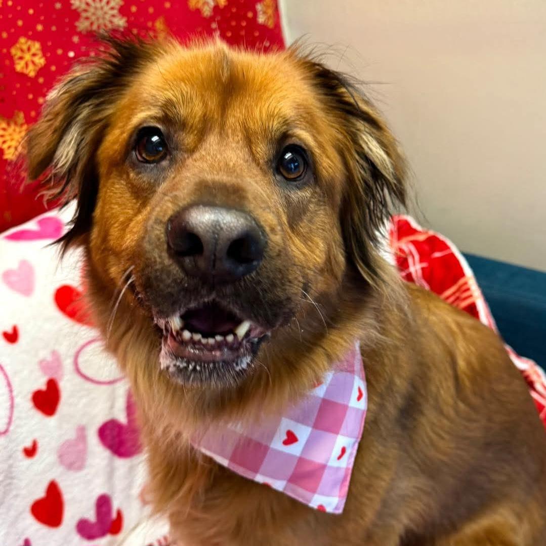 Miley, Adoptable, Adult Female Mixed Breed.