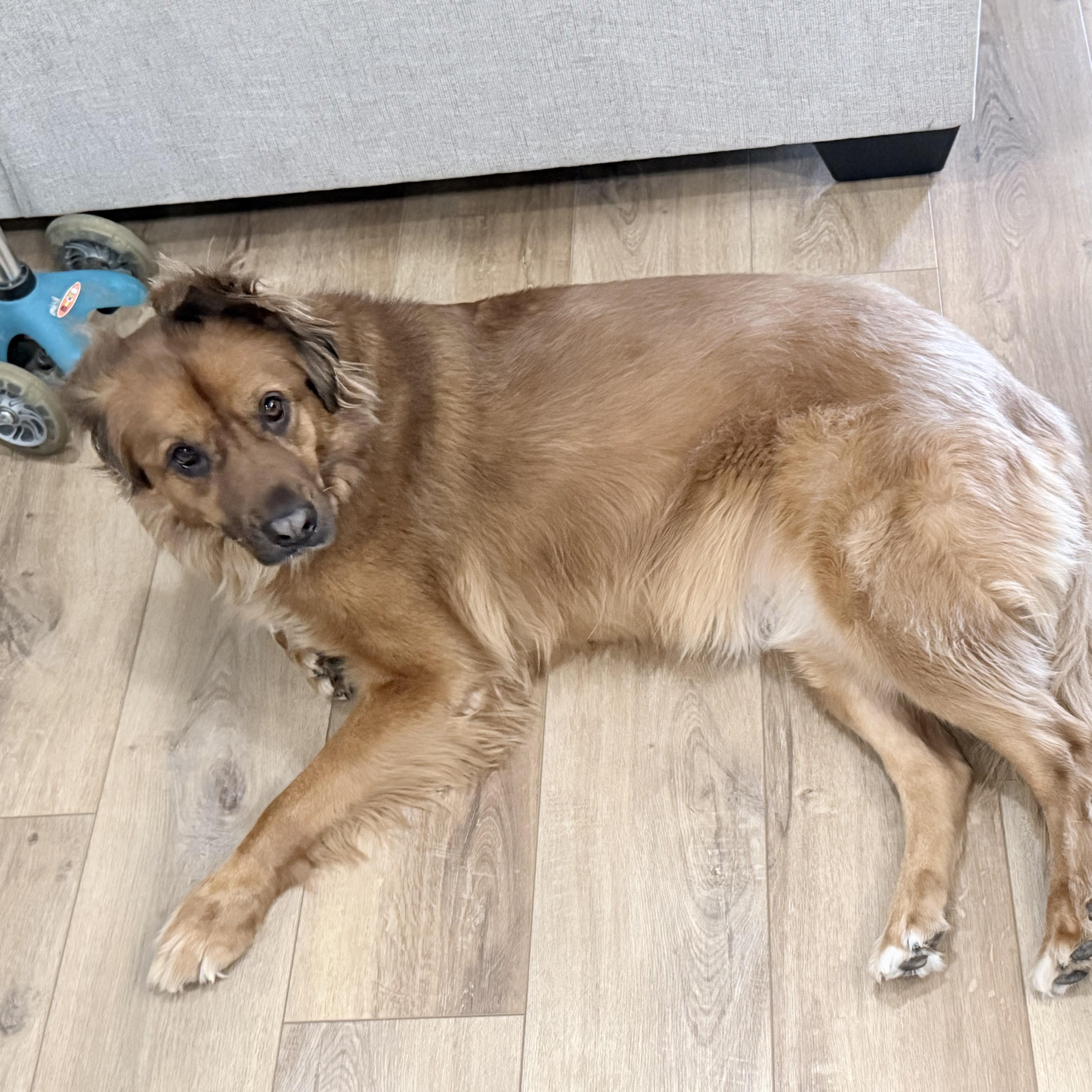 Miley, Adoptable, Adult Female Mixed Breed.