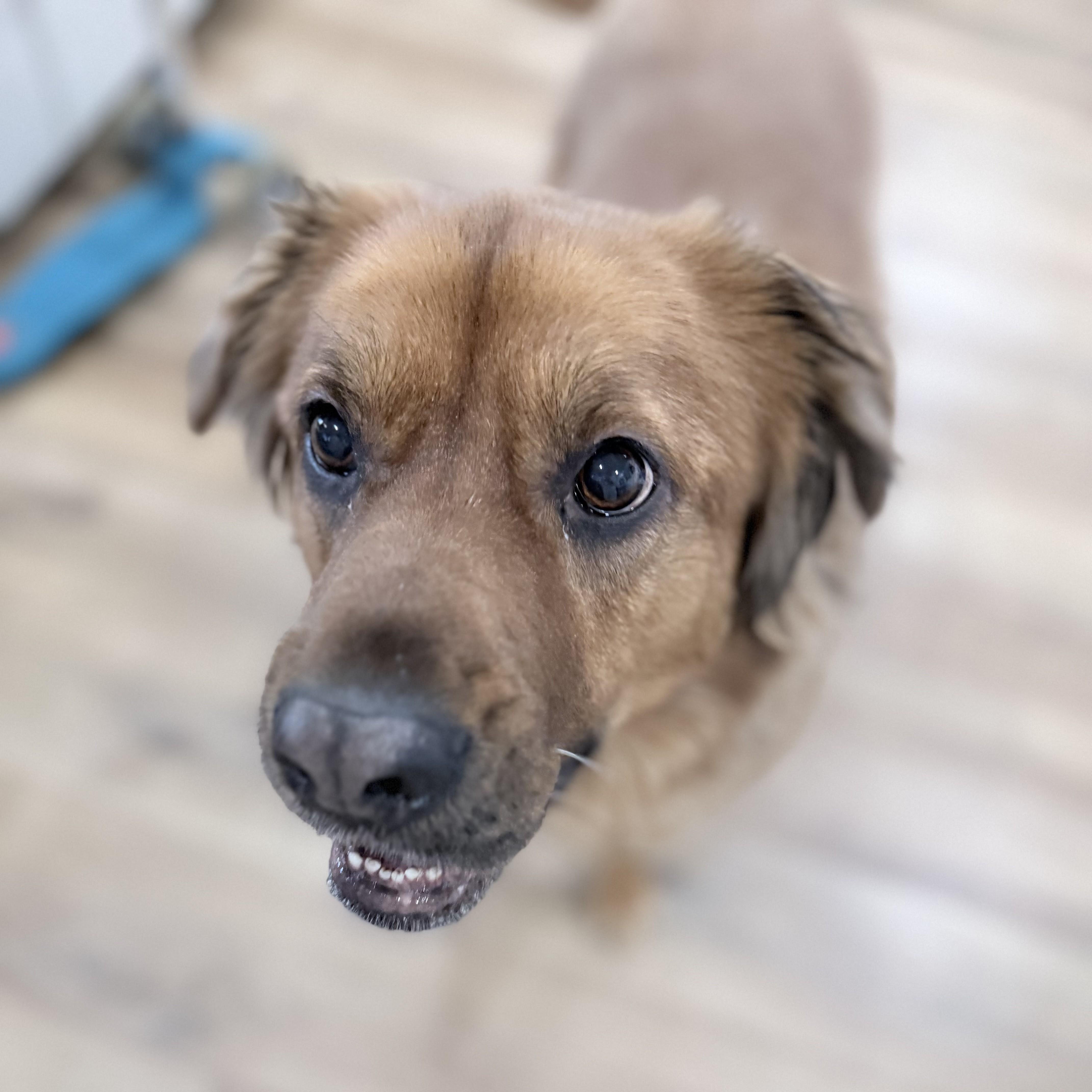 Miley, a Adoptable mixed breed in Normal, IL image 2/5