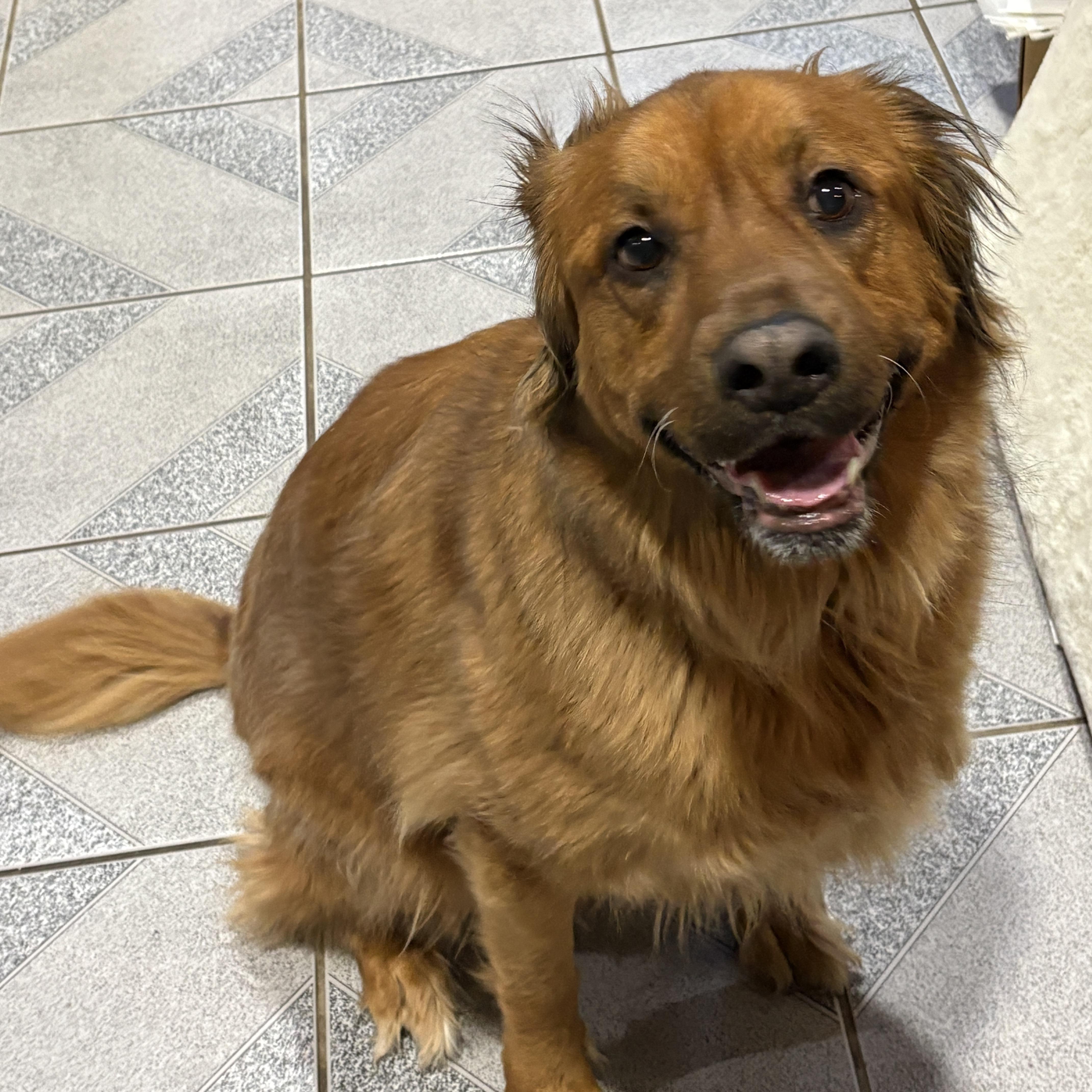 Miley, a Adoptable mixed breed in Normal, IL image 3/6