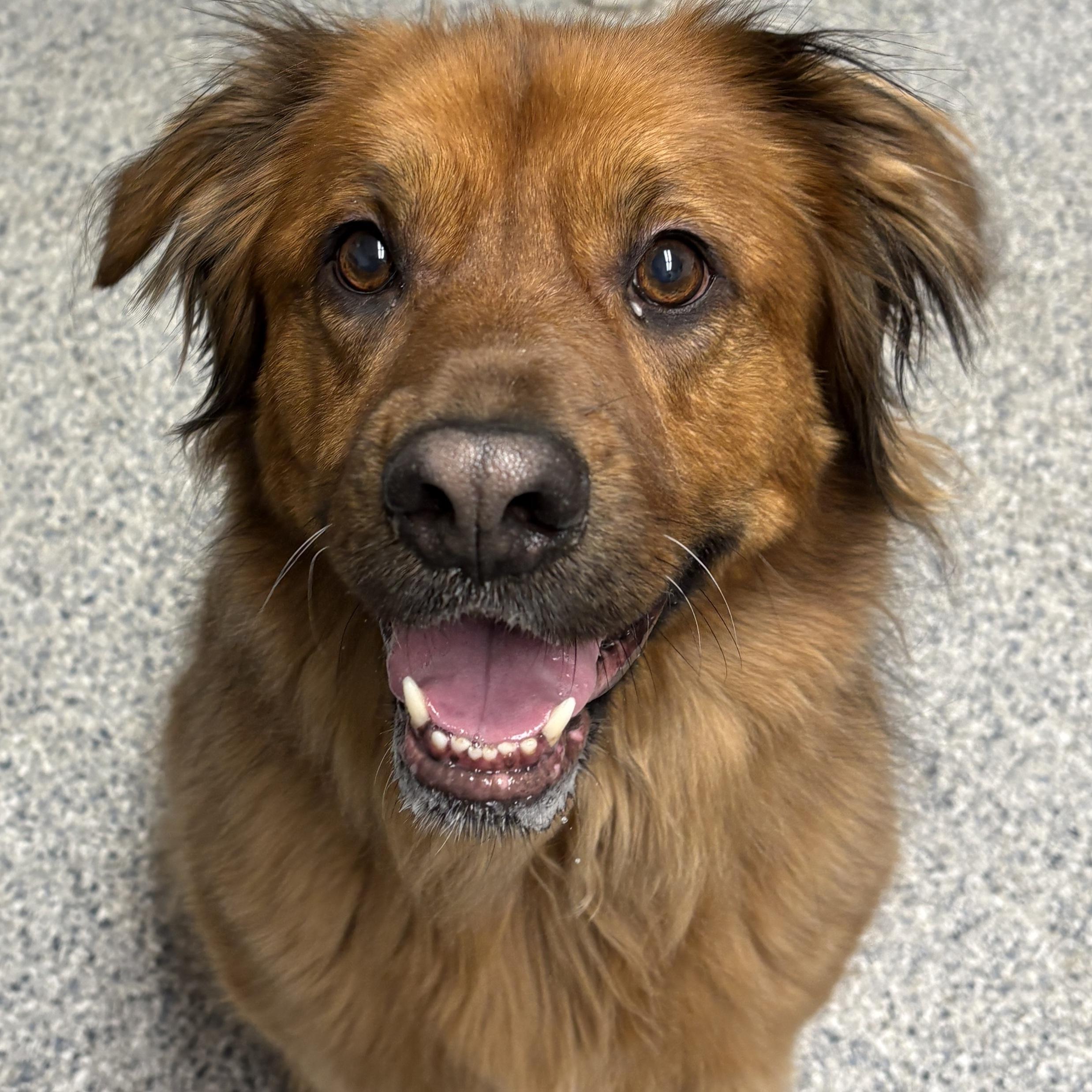 Miley, a Adoptable mixed breed in Normal, IL image 1/6