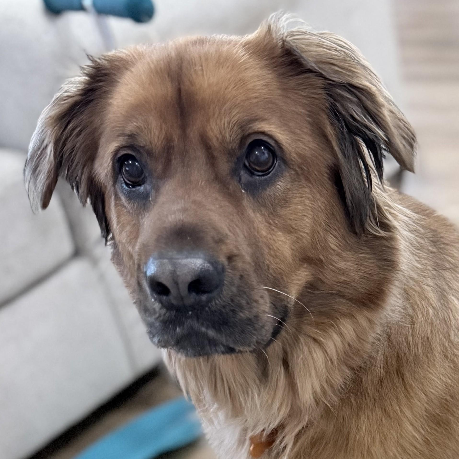 Miley, Adoptable, Adult Female Mixed Breed.