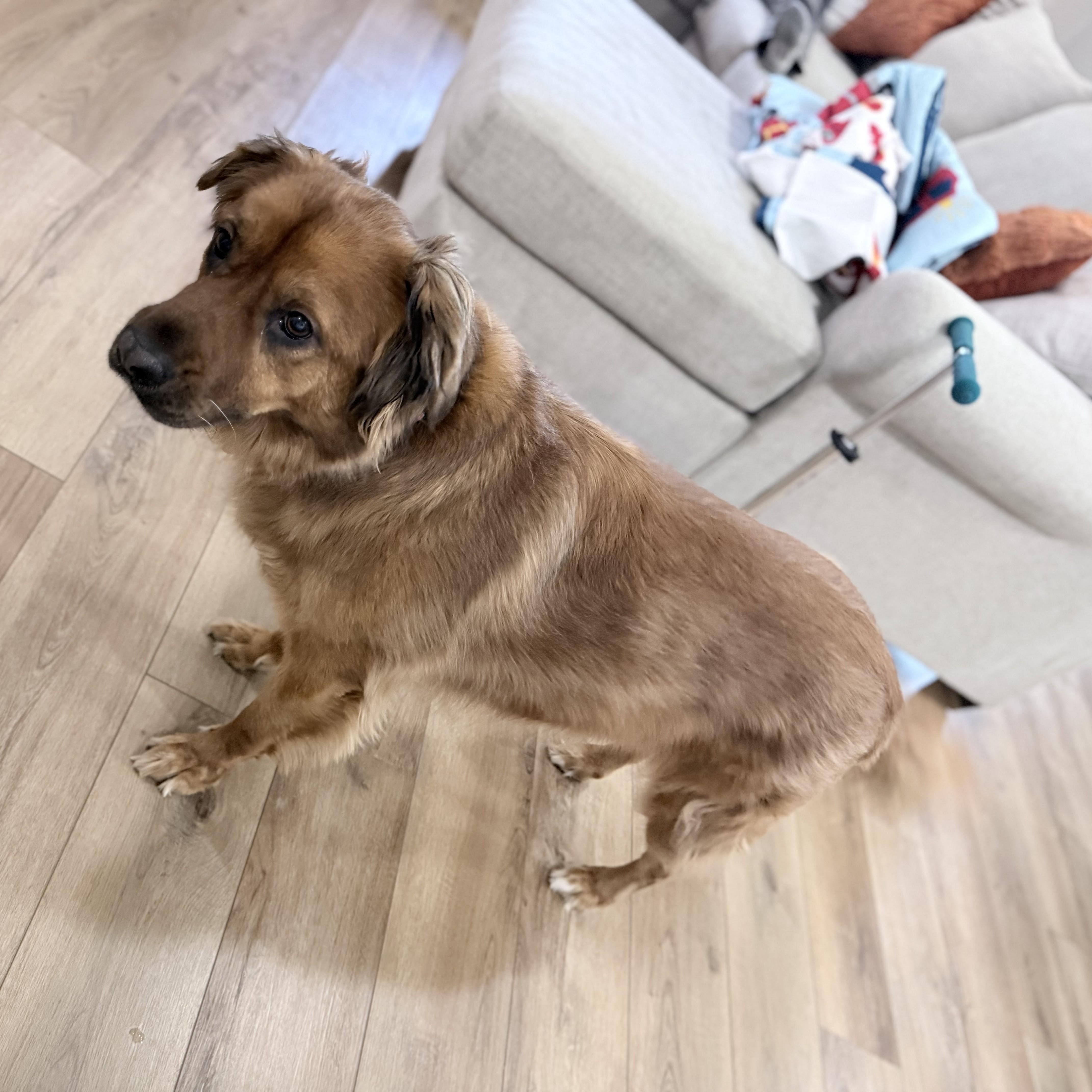 Miley, a Adoptable mixed breed in Normal, IL image 4/5