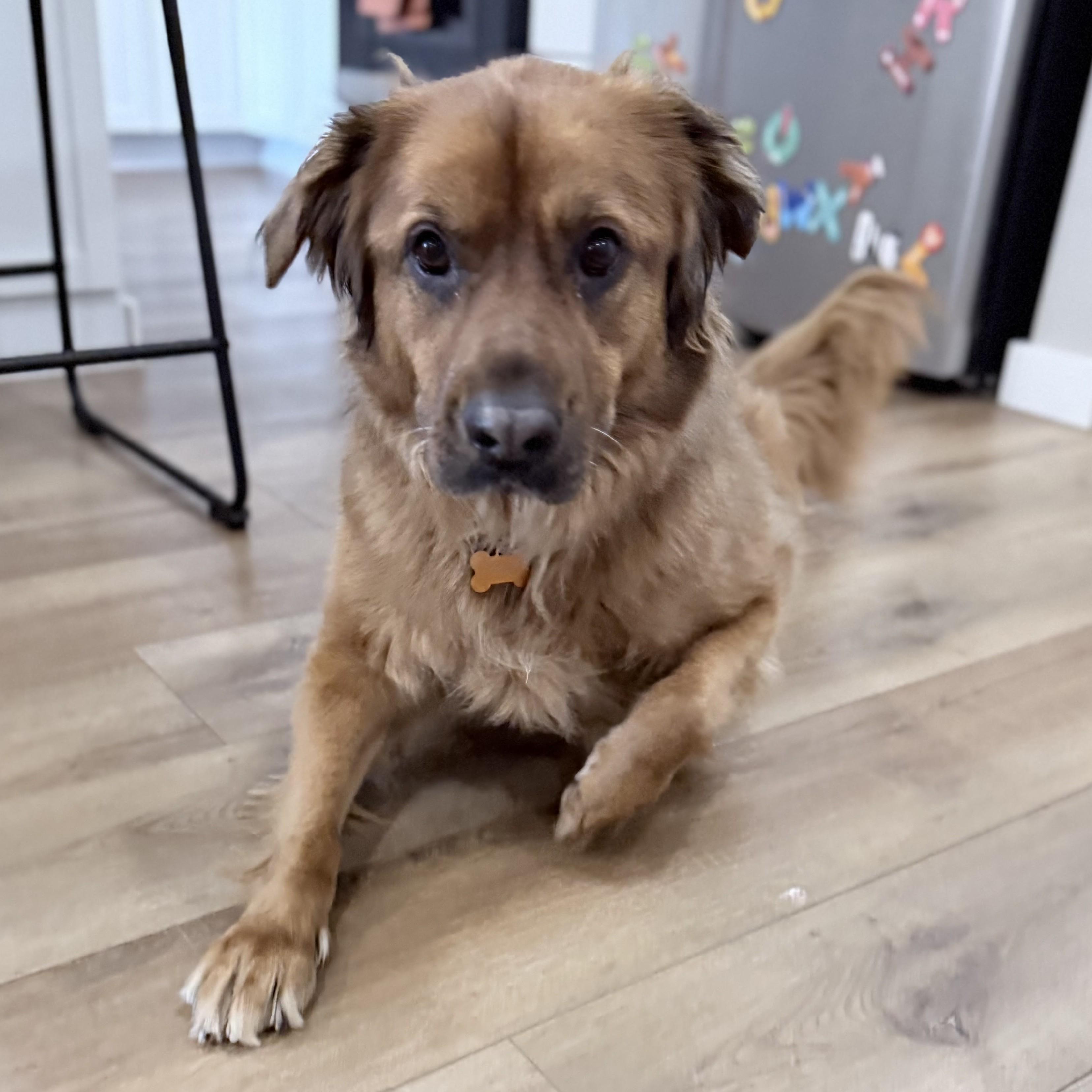 Miley, a Adoptable mixed breed in Normal, IL image 5/5