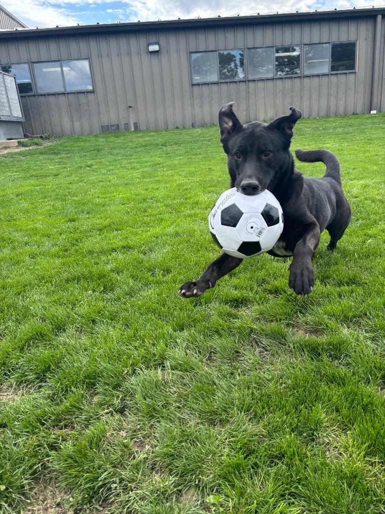 Danny, Adoptable, Adult Male Shepherd & Labrador Retriever.