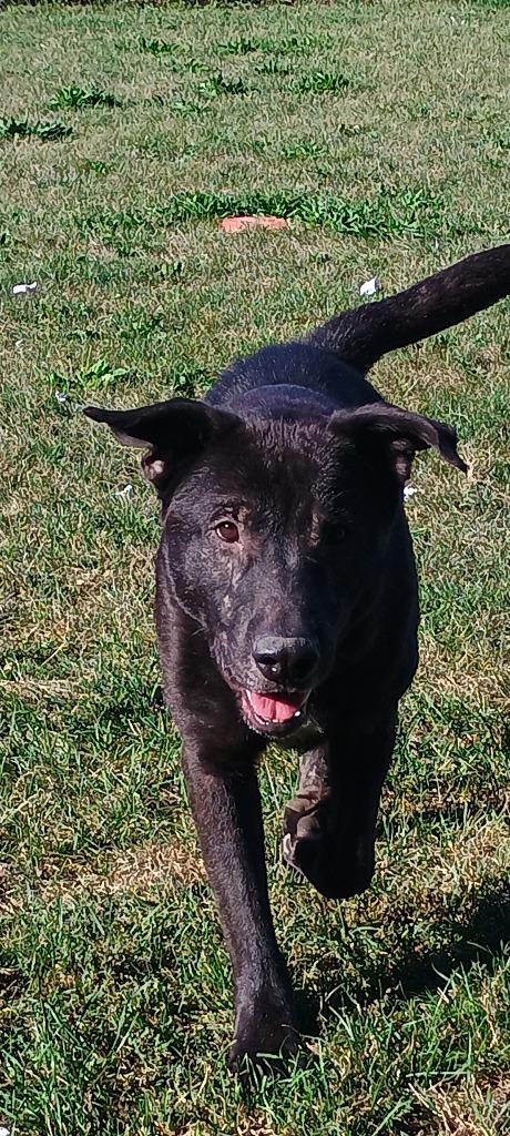 Enlarge Danny, a Adoptable mixed breed in Findlay, OH image 1/6