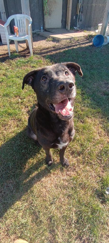 Enlarge Danny, a Adoptable mixed breed in Findlay, OH image 2/6