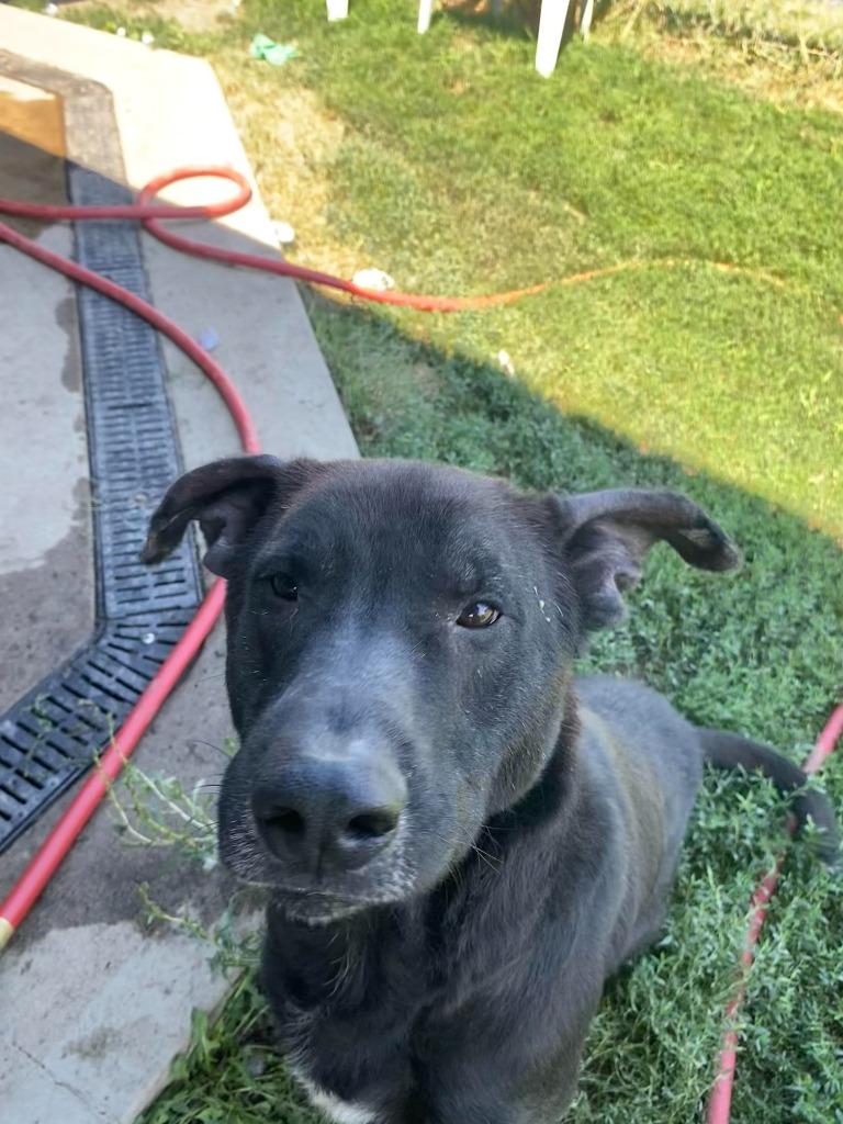 Enlarge Danny, a Adoptable mixed breed in Findlay, OH image 3/6