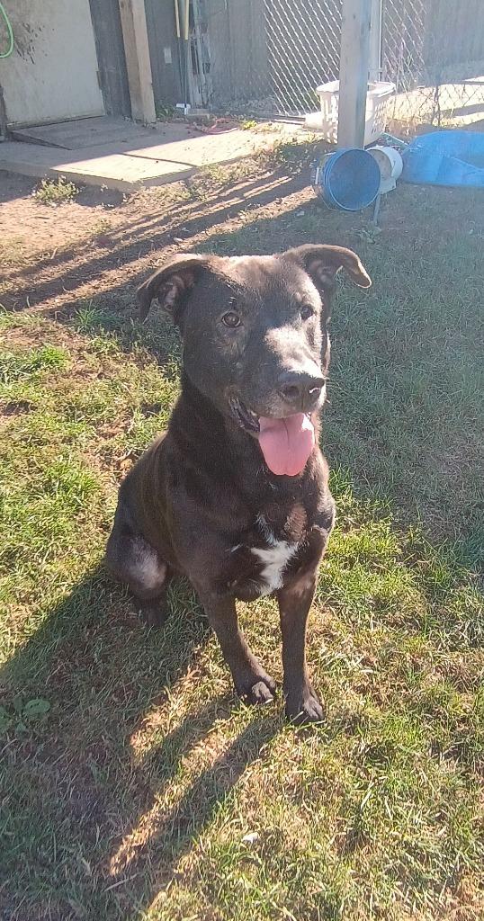 Enlarge Danny, a Adoptable mixed breed in Findlay, OH image 5/6