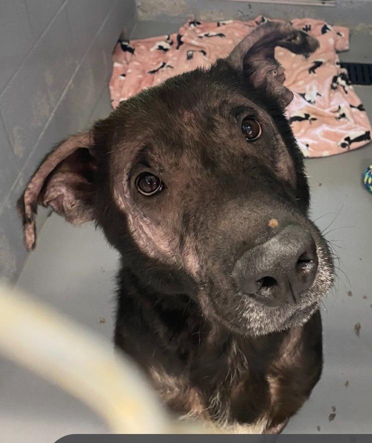 Enlarge Danny, a Adoptable mixed breed in Findlay, OH image 6/6