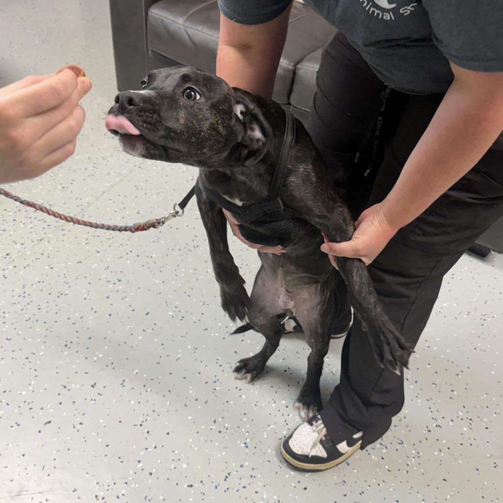 Baylor, a Adoptable mixed breed in Marion, VA image 1/2