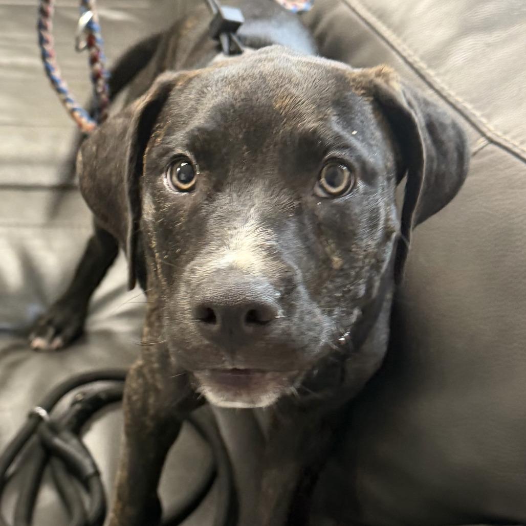 Baylor, a Adoptable mixed breed in Marion, VA image 2/2