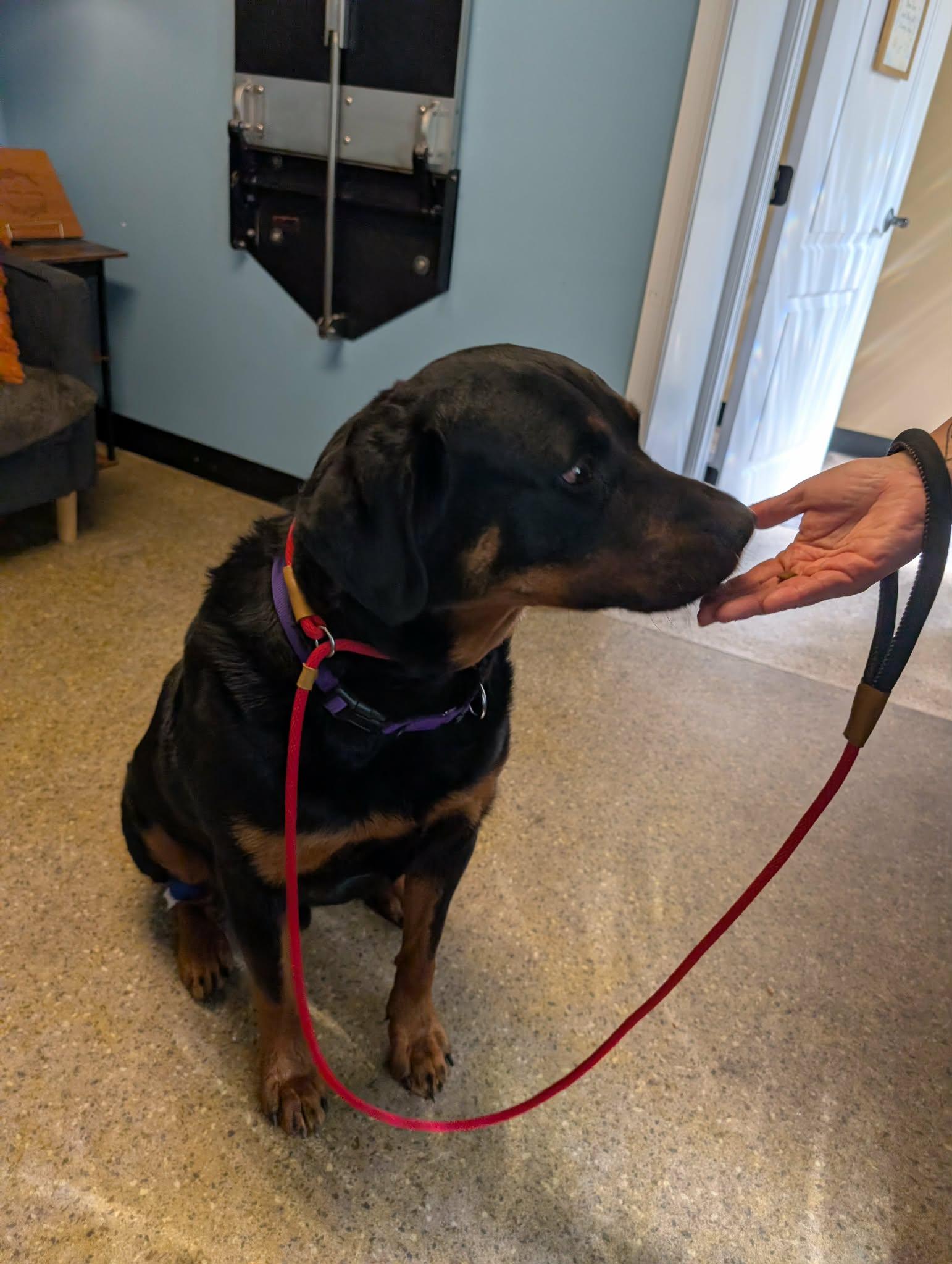 Enlarge Cyrus, an adopted Rottweiler in Perkasie, PA image 3/6