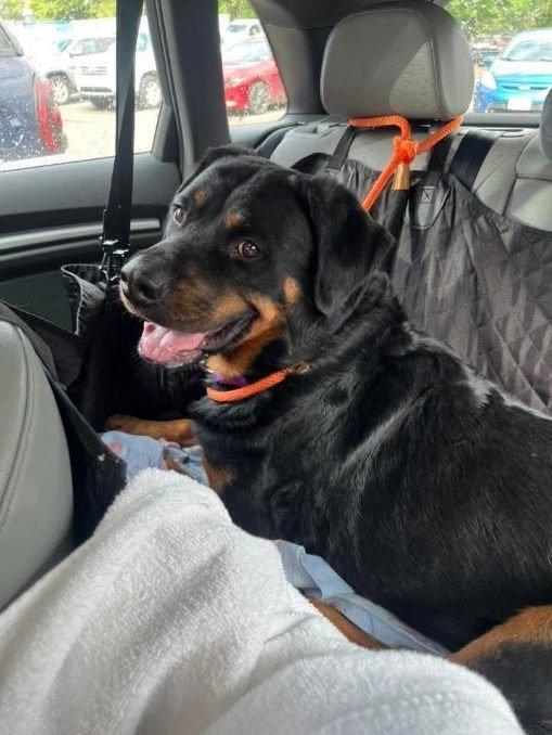 Enlarge Cyrus, an adopted Rottweiler in Perkasie, PA image 2/6
