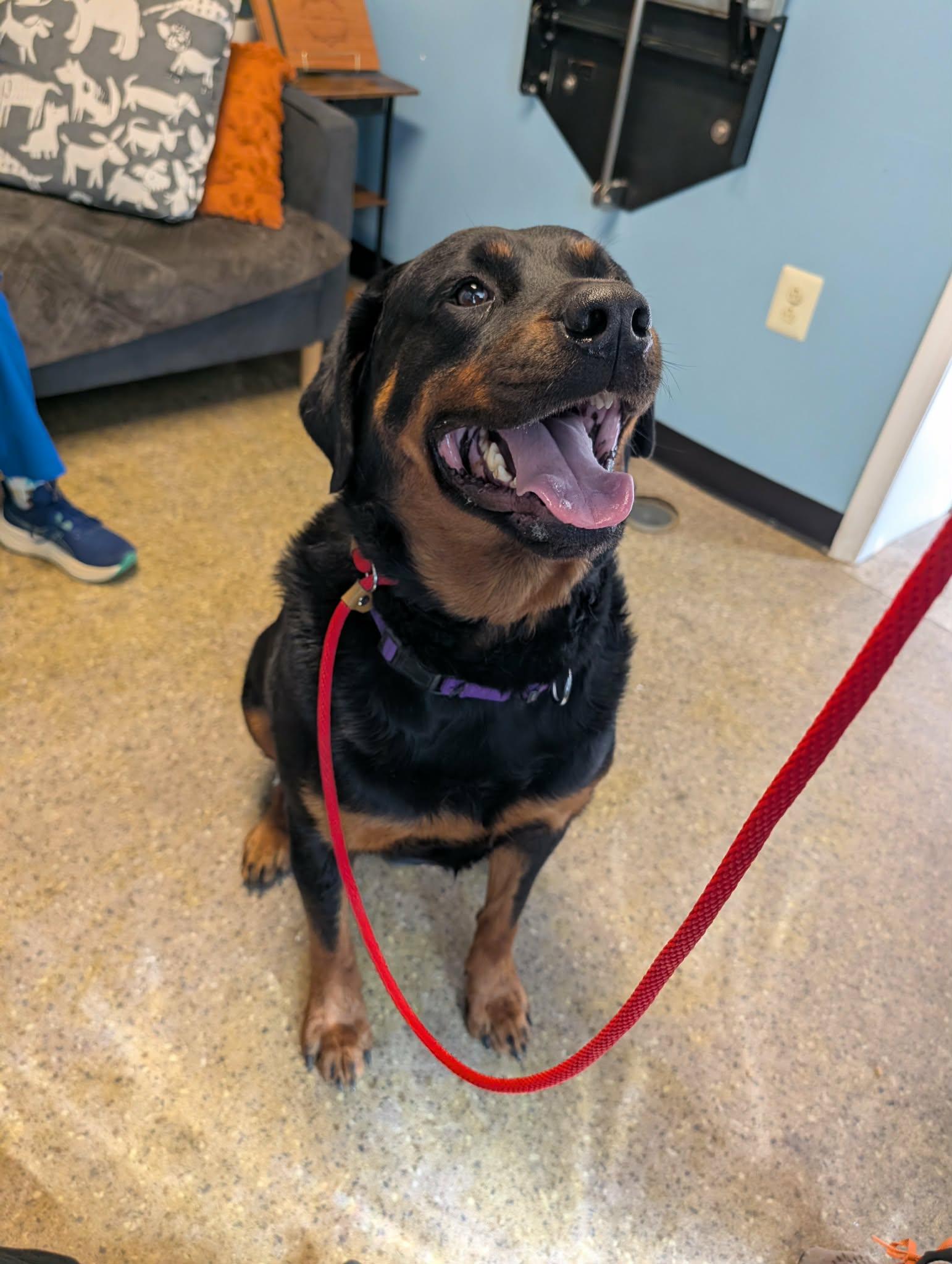 Enlarge Cyrus, an adopted Rottweiler in Perkasie, PA image 5/6