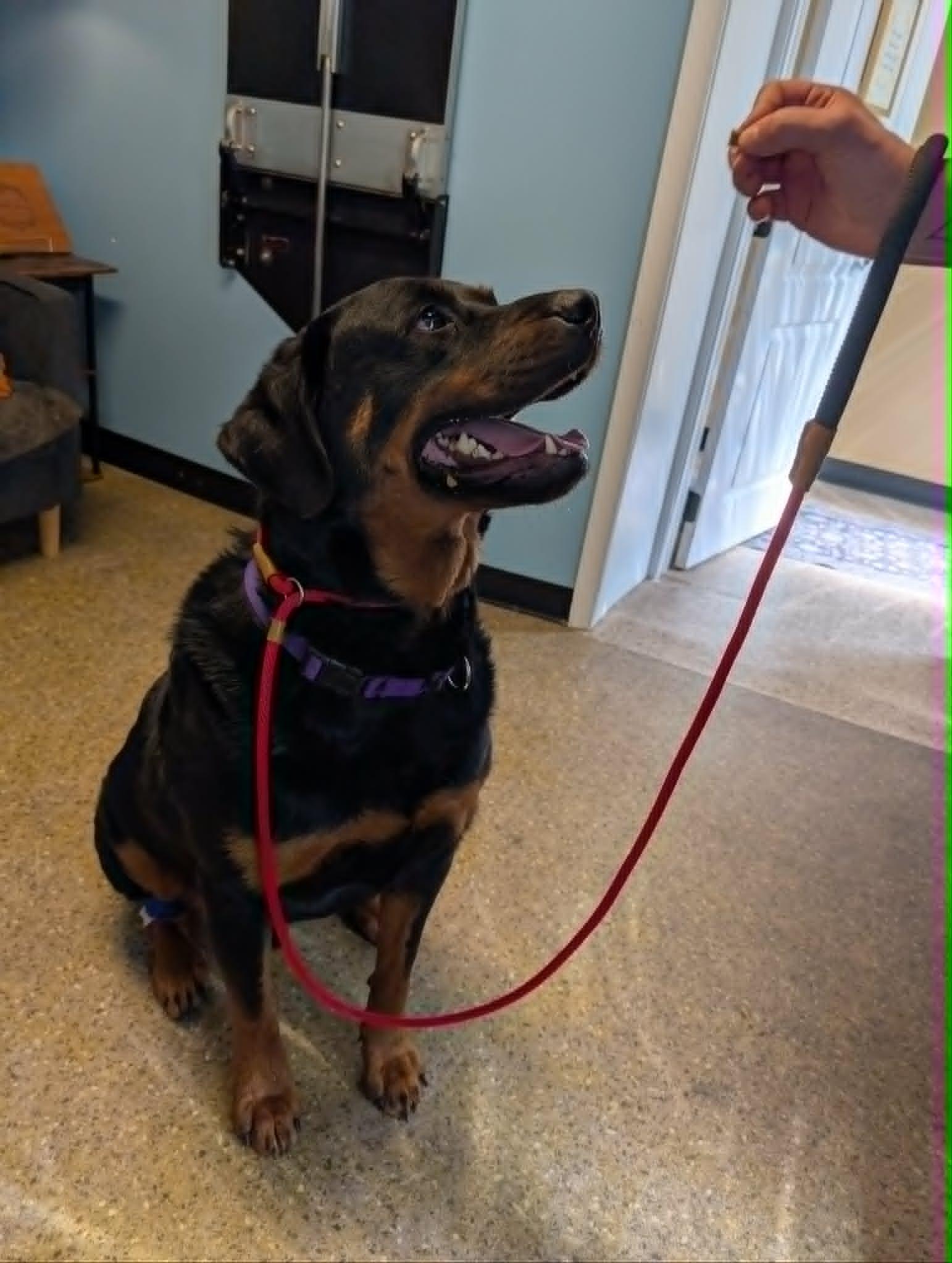 Enlarge Cyrus, an adopted Rottweiler in Perkasie, PA image 6/6