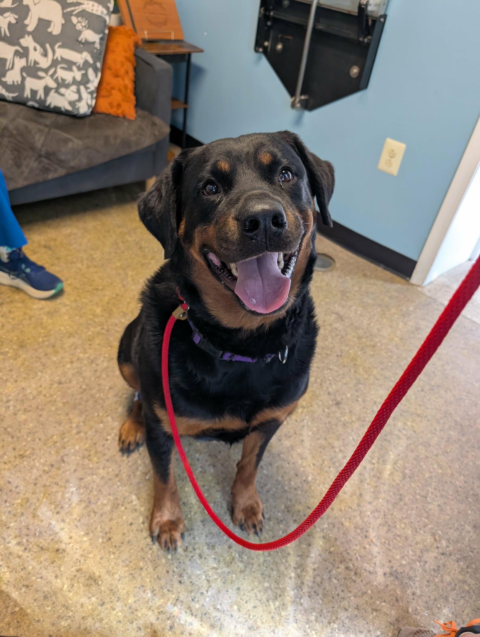 Cyrus, adopted, Adult Male Rottweiler.
