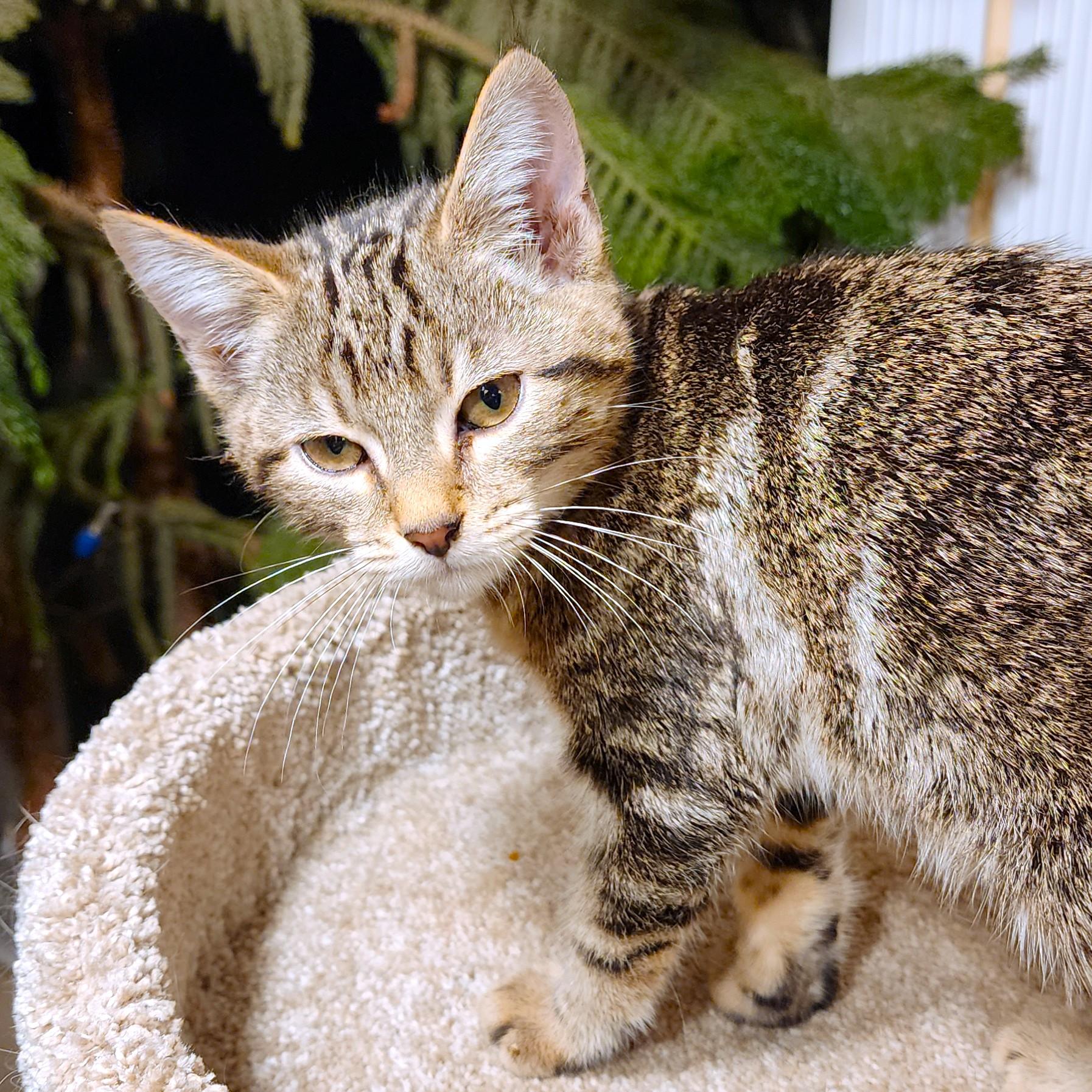 OZZY - ROCKIN' BENGAL!