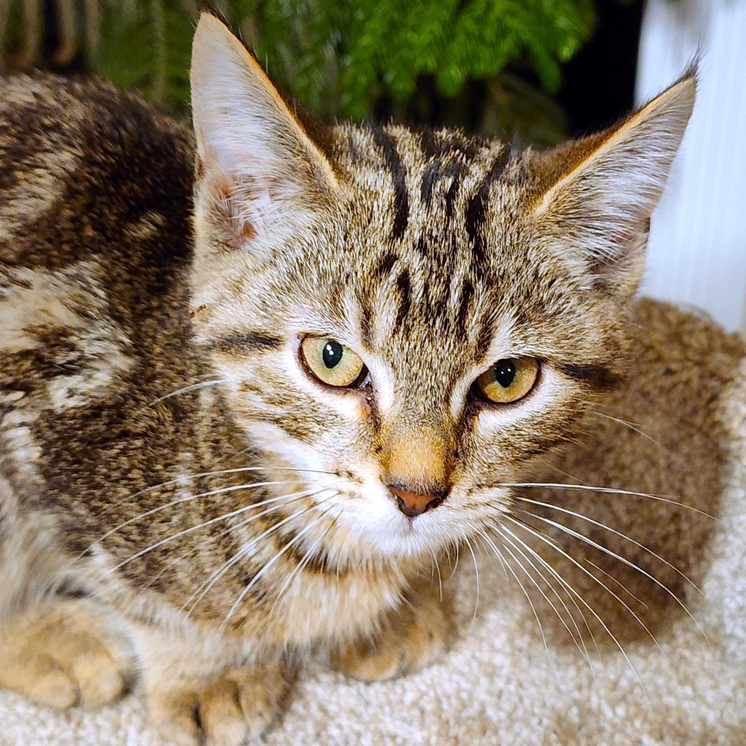 OZZY - ROCKIN' BENGAL!