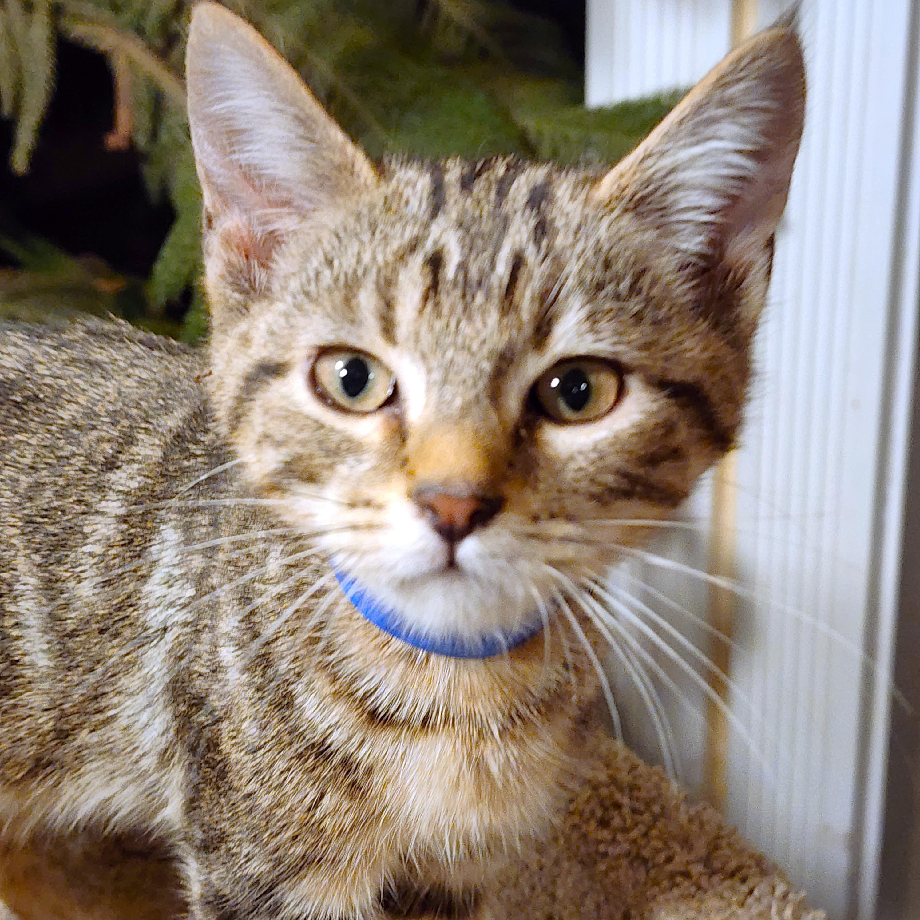 OZZY - ROCKIN' BENGAL!