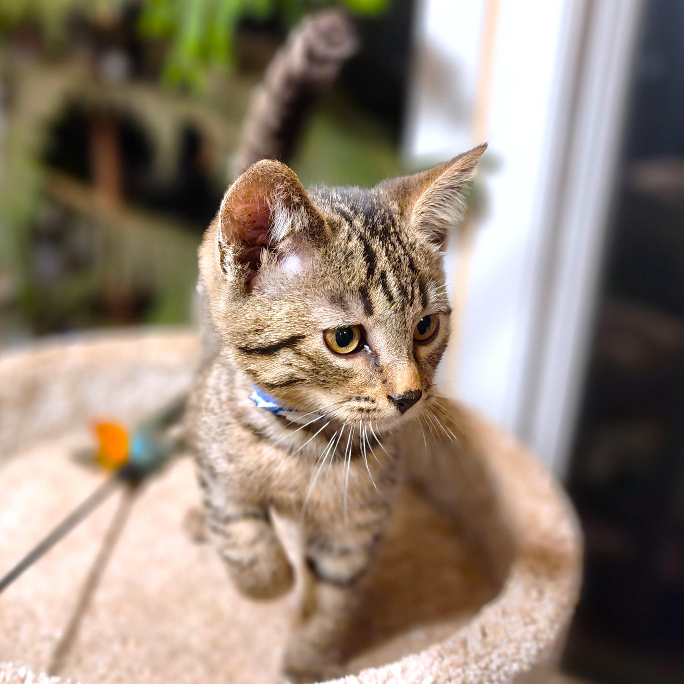 OZZY - ROCKIN' BENGAL!